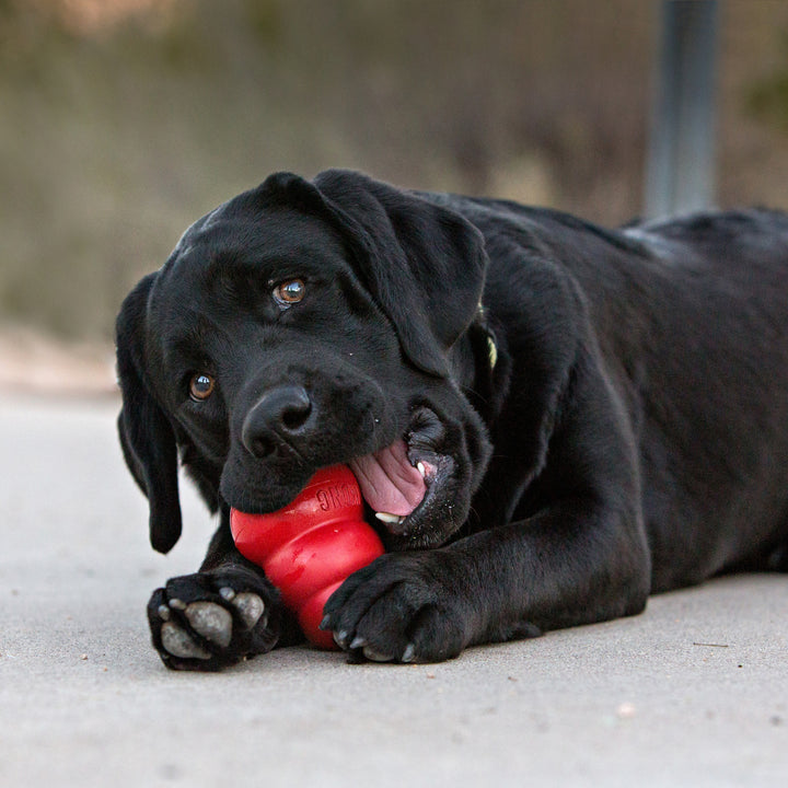 Black dog playing with a red KONG Classic toy on a concrete surface