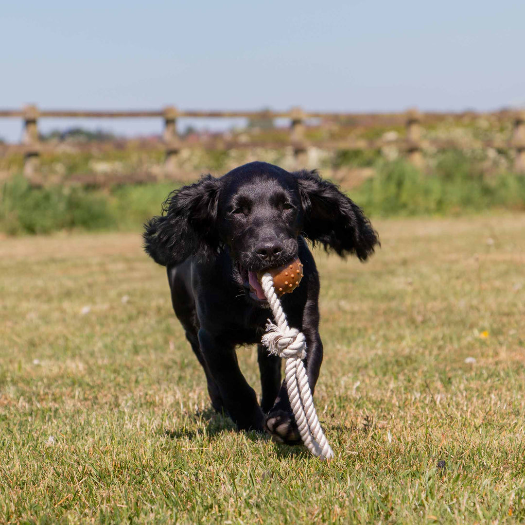 Black dog running with a rope toy in a grassy field - supplied by Paw Branch