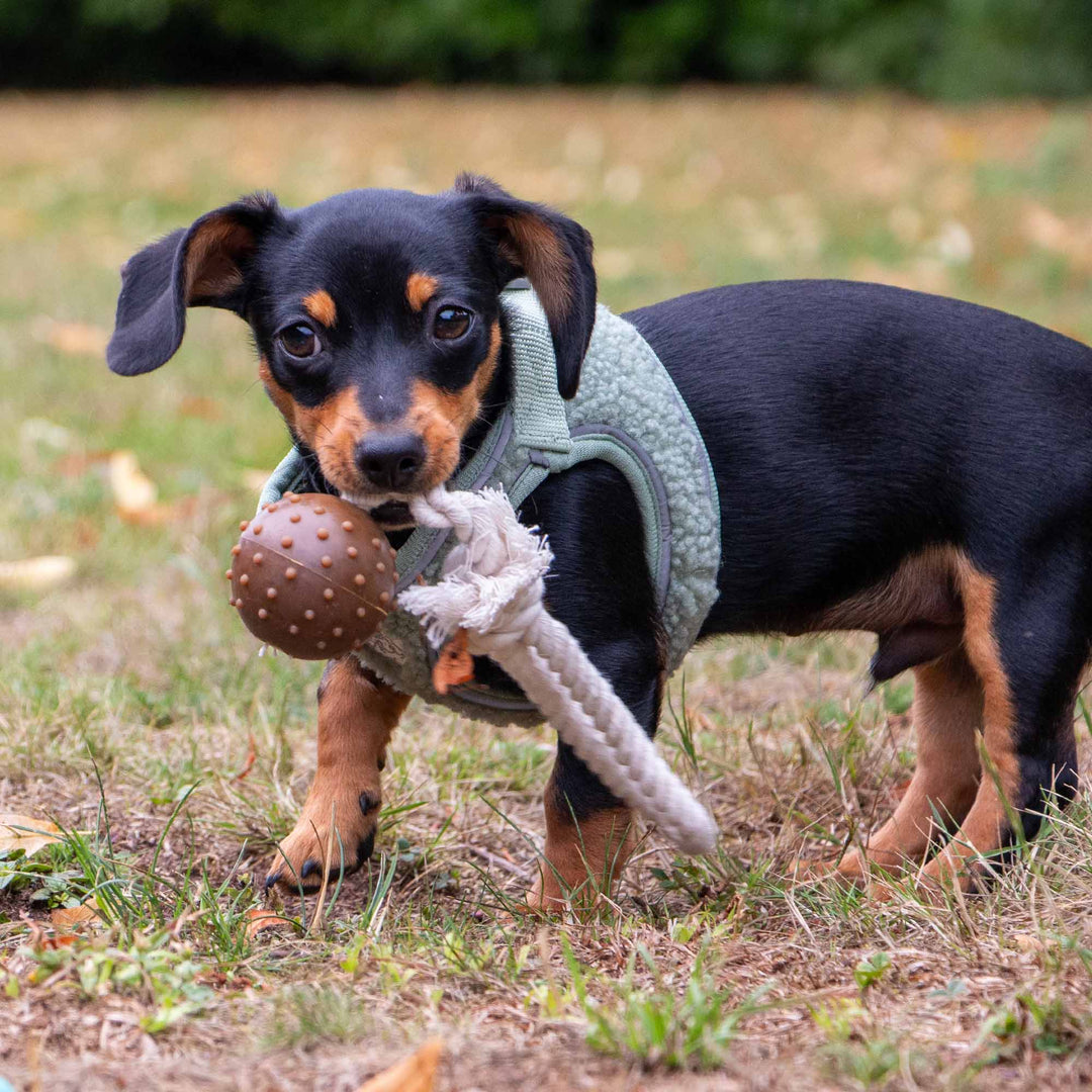 Black and tan puppy chewing the brown textured ANCOL Coffee Ground Ball on the grass, supplied by Paw Branch.