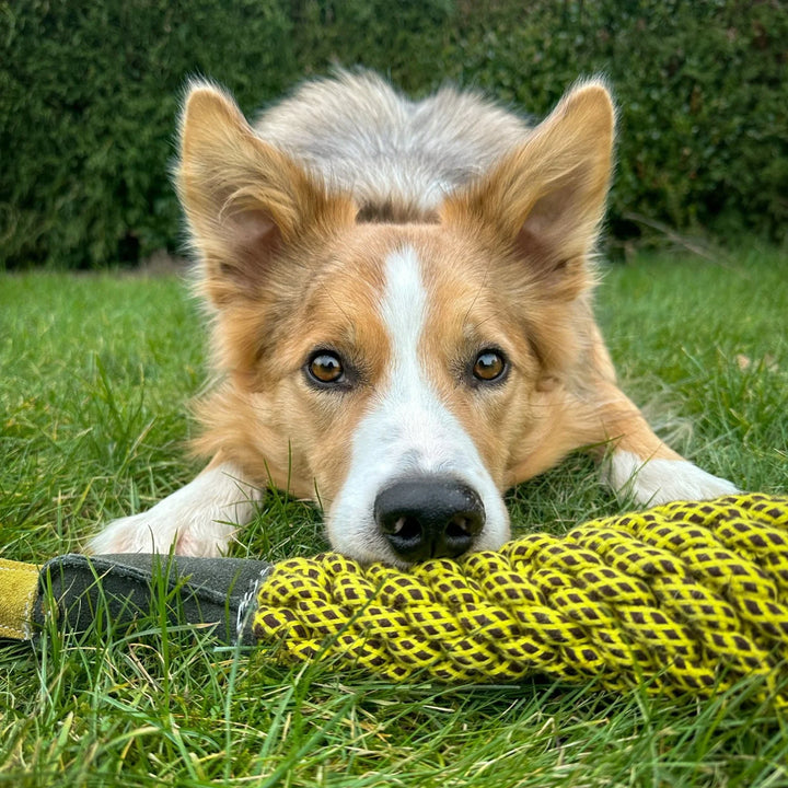 Image of Delilah the Duckess eco chew, carry and cuddle toy with a dog sat behind  it in a field, for medium sized and large sized dogs supplied by Paw Branch
