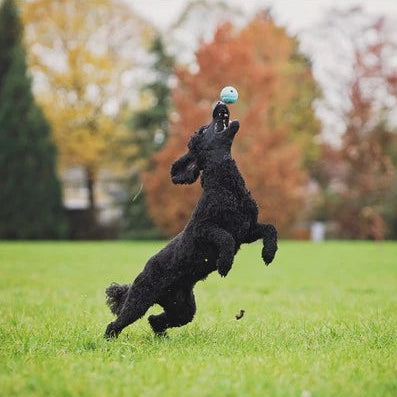 A black poodle jumps up on its hind legs in a grassy park, reaching for a small light blue ball balanced on its nose. Trees with autumn foliage are blurred in the background.