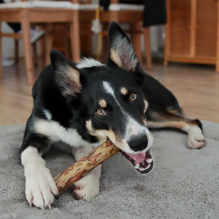 Dog chewing on a wooden natural stick indoors