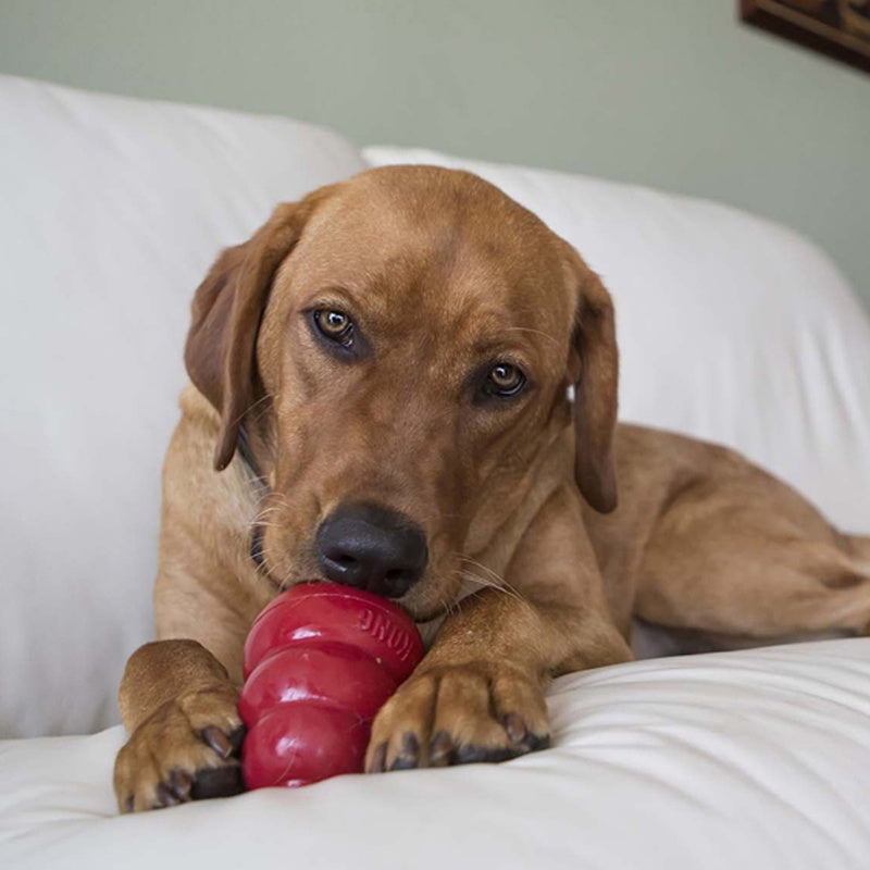 Dog holding red KONG rubber toy while interacting with it on a sofa supplied by Paw Branch