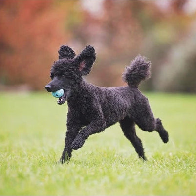Black poodle running on grass with a blurred background and ball in it's in mouth