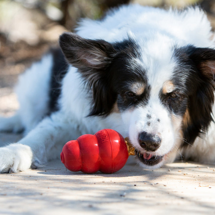 Dog holding red KONG rubber toy with treat visible during use supplied by Paw Branch