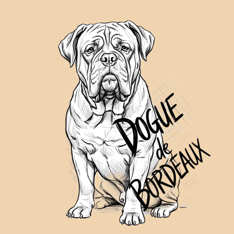Sketch of a Dogue de Bordeaux, extra large dog breed featured in The Puggly Club eco friendly birthday boxes