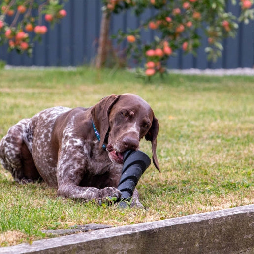 dog lay on grass licking the black ANCOL Durable Treat Dispenser holding it in its paws, supplied by Paw Branch.