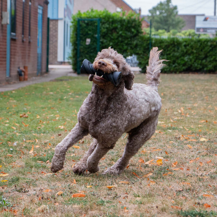 Dog running across the grass carrying the black ANCOL Durable Treat Dispenser in its mouth, supplied by Paw Branch.