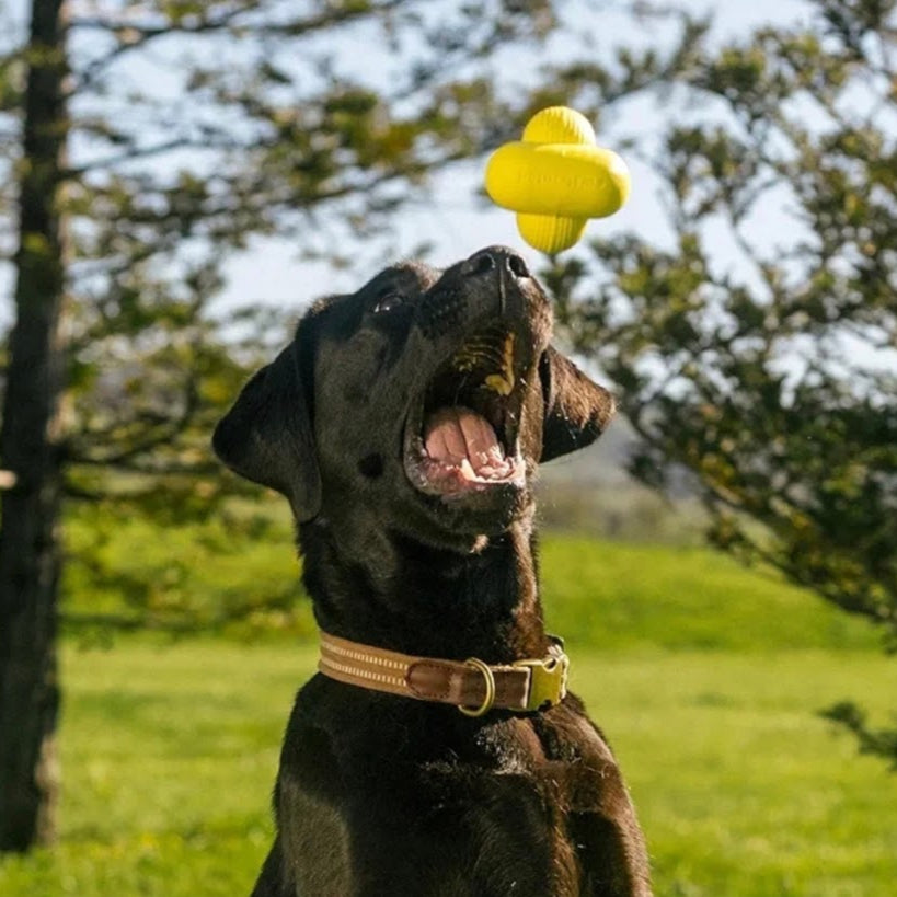 Dog playing with a yellow ball outdoors on a grassy area with trees in the background