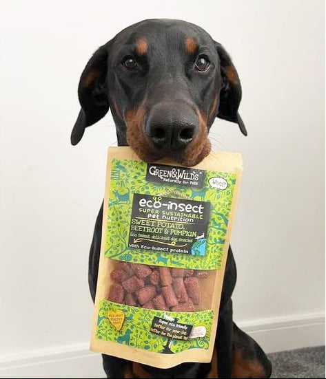 dog with a packet of green and wilds eco insect dog treats in it's mouth
