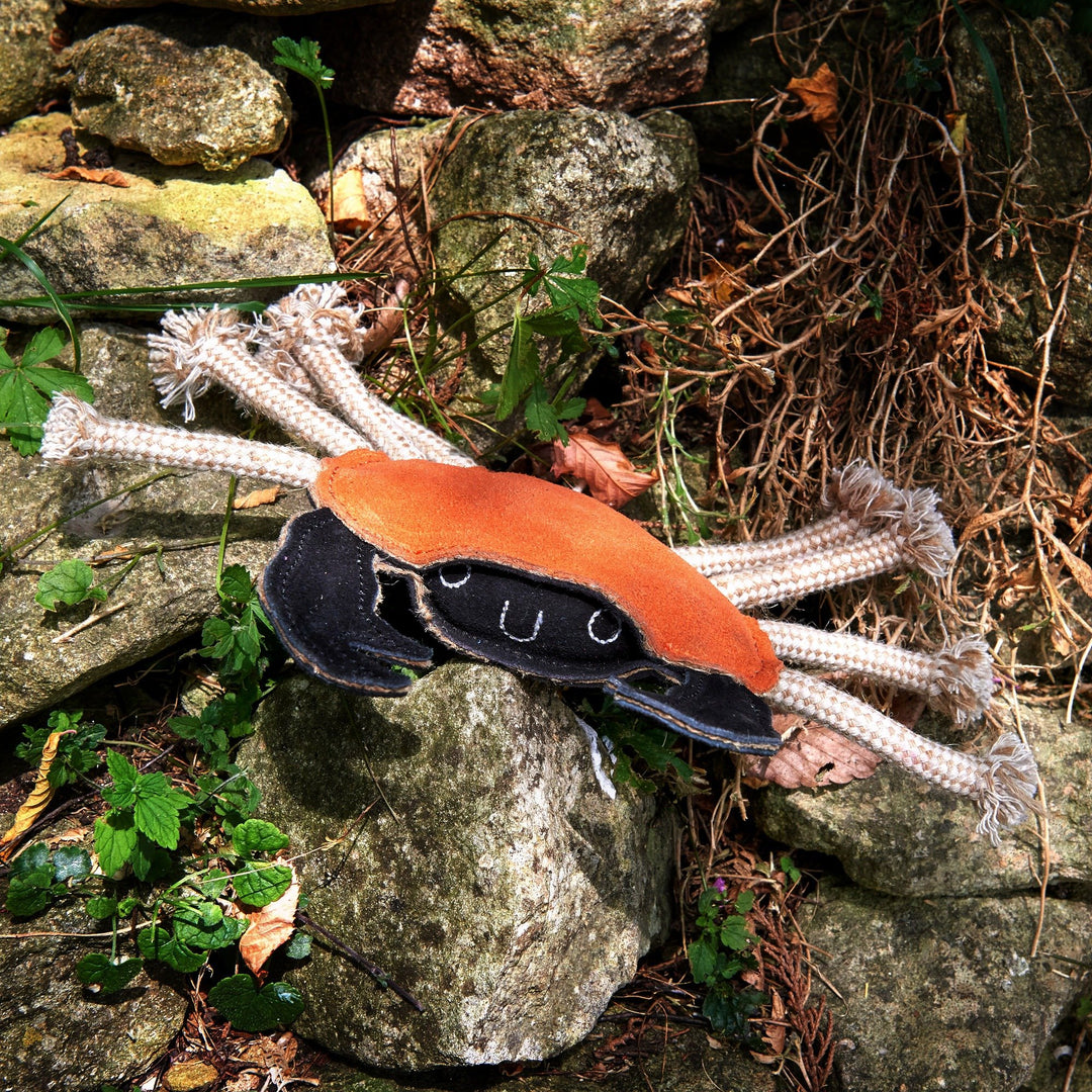 Eco friendly Carlos the Crab dog toy by Green and Wild’s suitable for small, medium and large sized dogs photographed outdoors supplied by Paw Branch