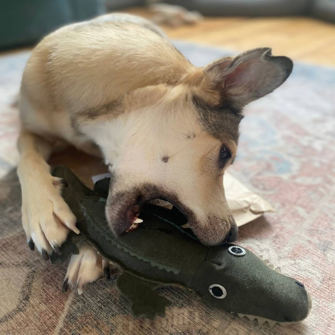 Eco friendly Colin the Crocodile dog toy by Green and Wild’s designed for medium, large and extra large sized dogs, photographed indoorswith German Shepherd Playing with it, supplied by Paw Branch