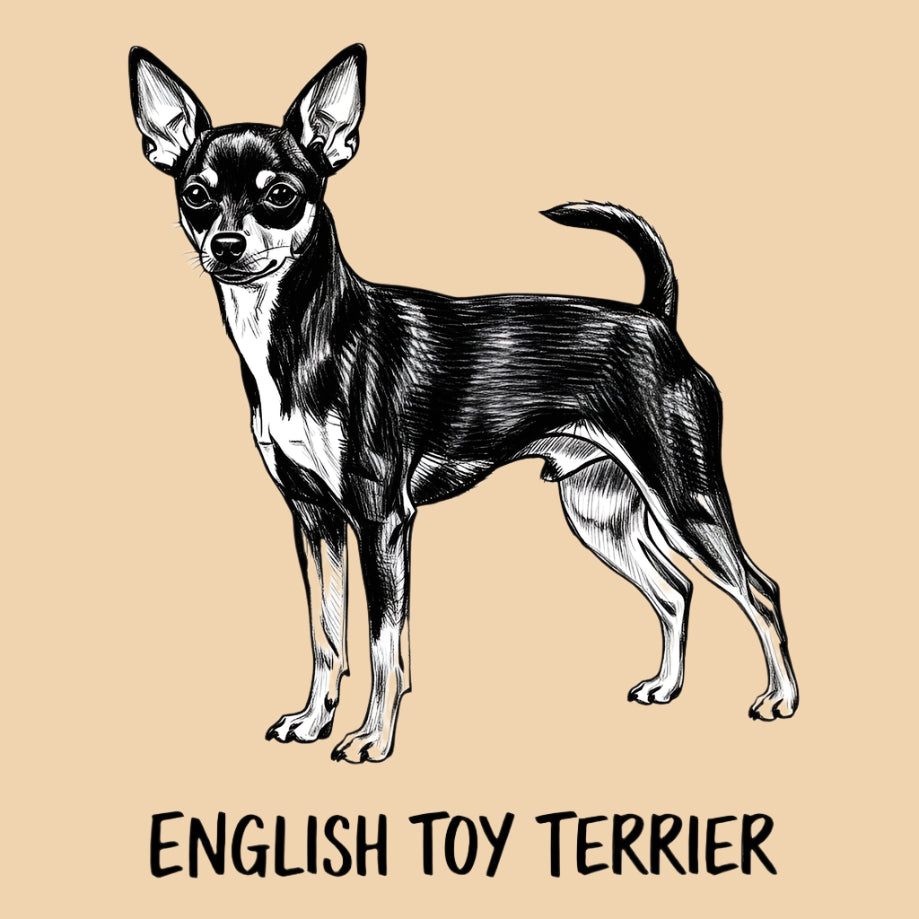 Sketch of an English Toy Terrier – extra small dog breed featured in The Puggly Club eco-friendly birthday boxes