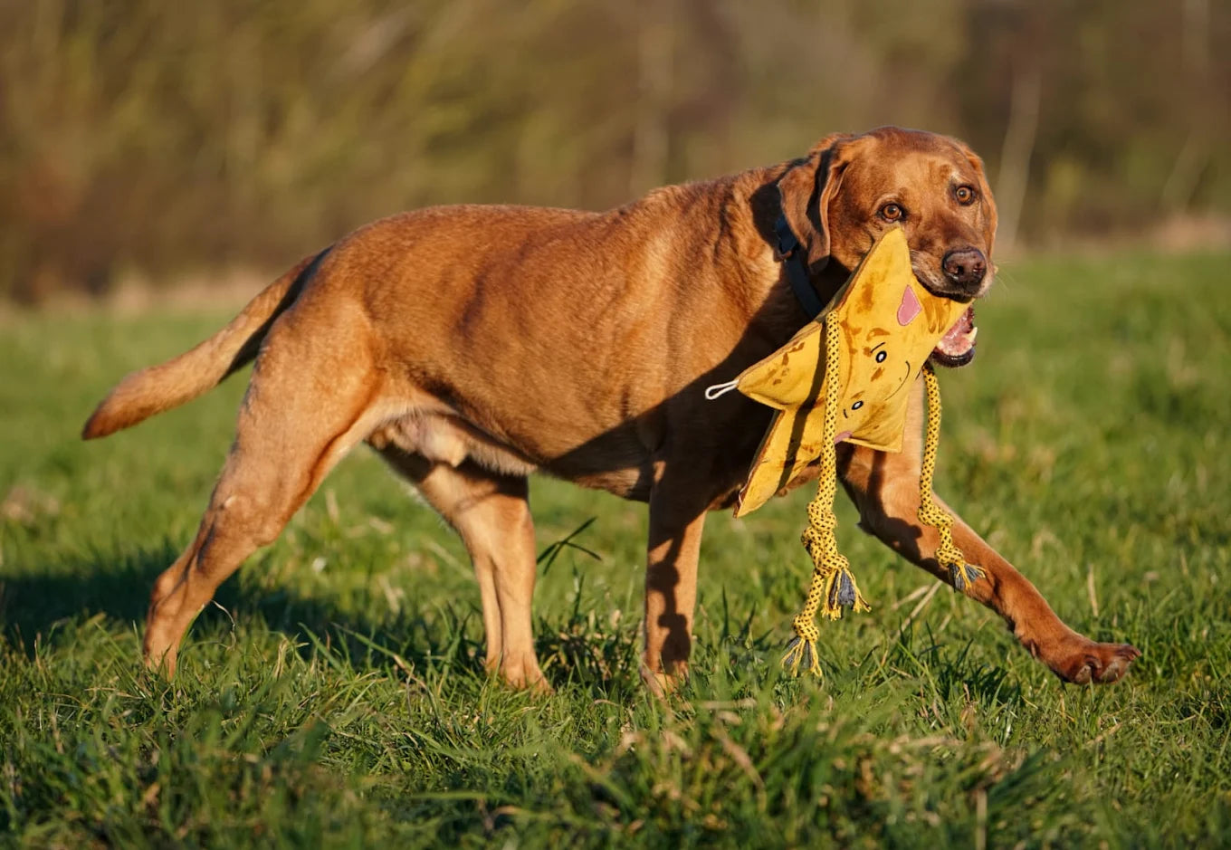 Extra-large eco dog toy made from 100% natural suede, jute, coconut fibre, and cotton rope. Perfect for jumbo and giant breeds who love to tug, shake, and carry their toys.