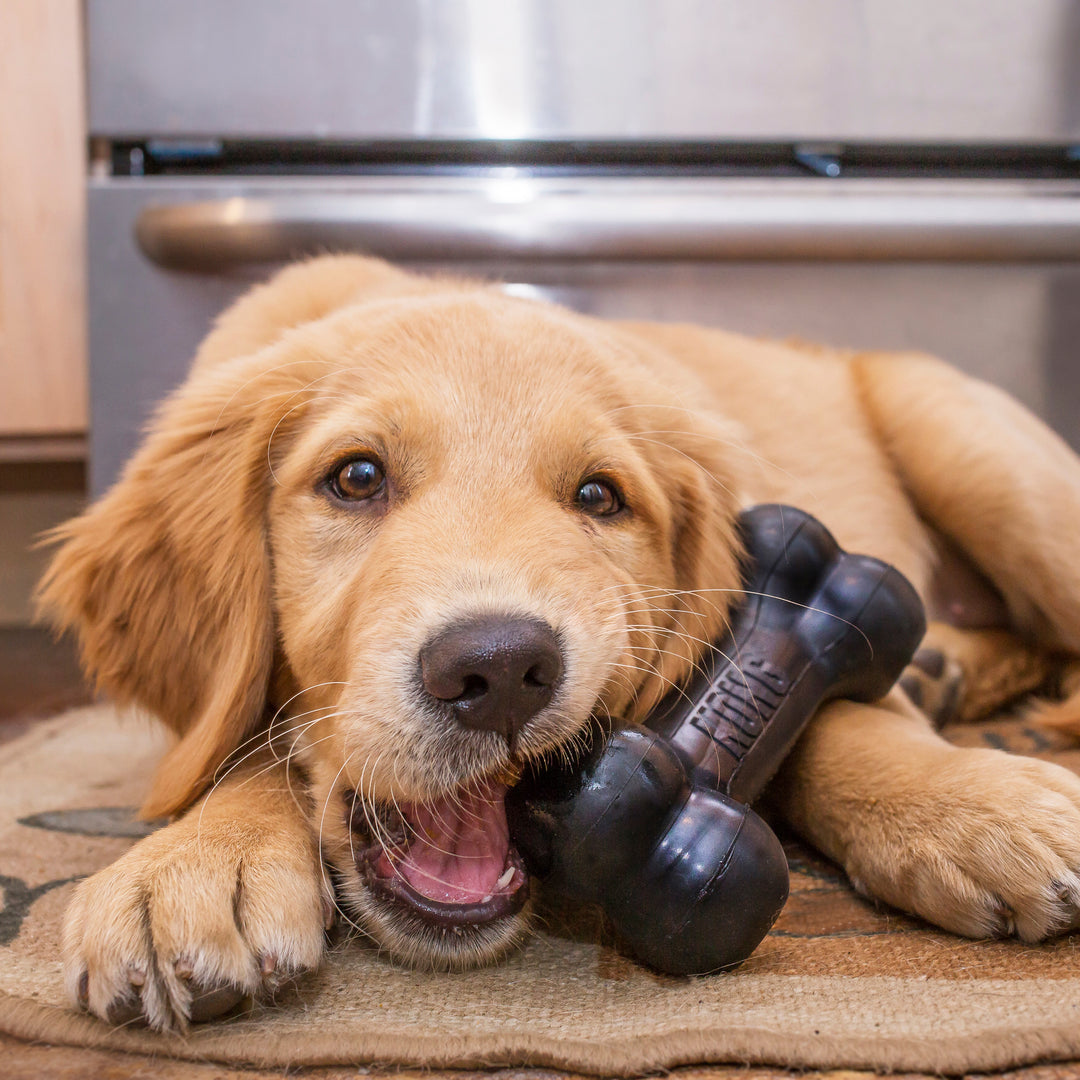 KONG Extreme Goodie Bone - Medium