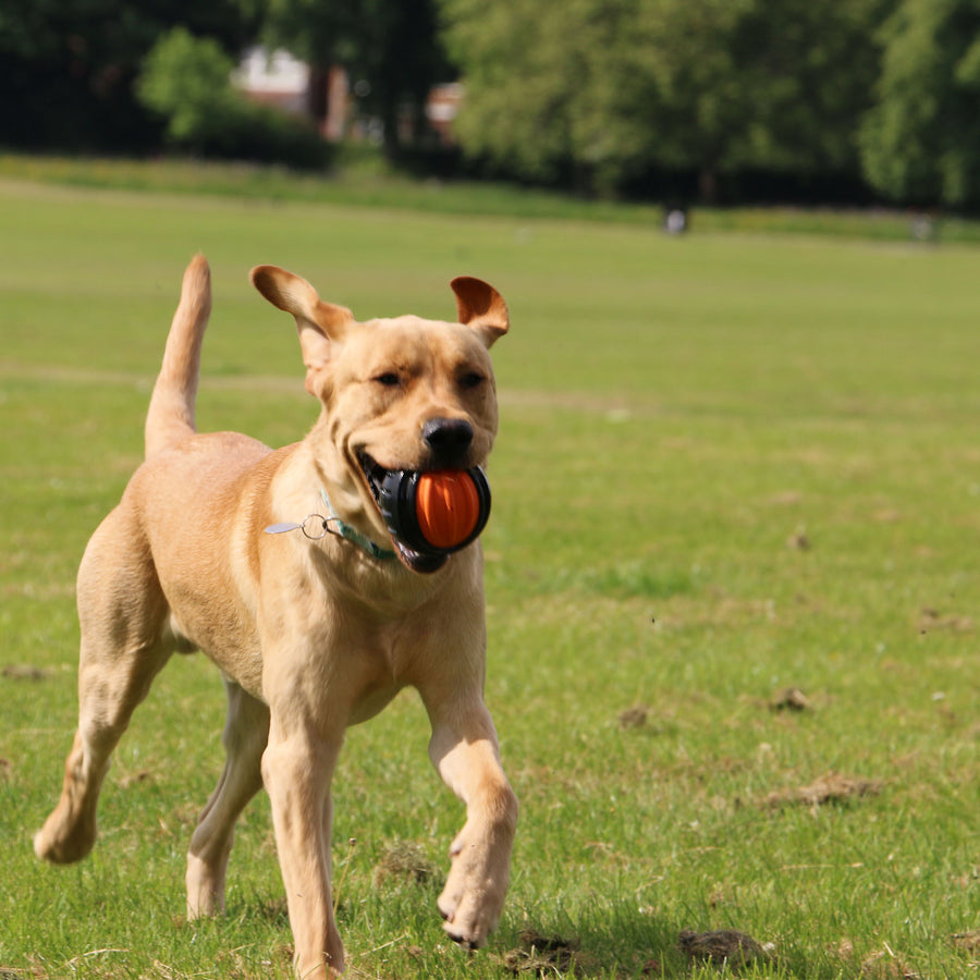 Tan Labrador running on grass with the orange and black ANCOL Extreme Tough Ball in its mouth, supplied by Paw Branch.