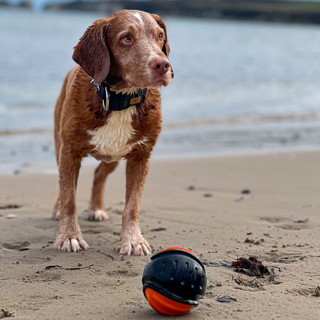 Wet dog standing on a beach next to the black and orange ANCOL Extreme Tough Ball, supplied by Paw Branch.