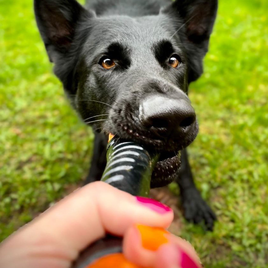 Close-up of a hand playing tug-of-war with a black German Shepherd using the ANCOL Extreme Tough Baton, supplied by Paw Branch.