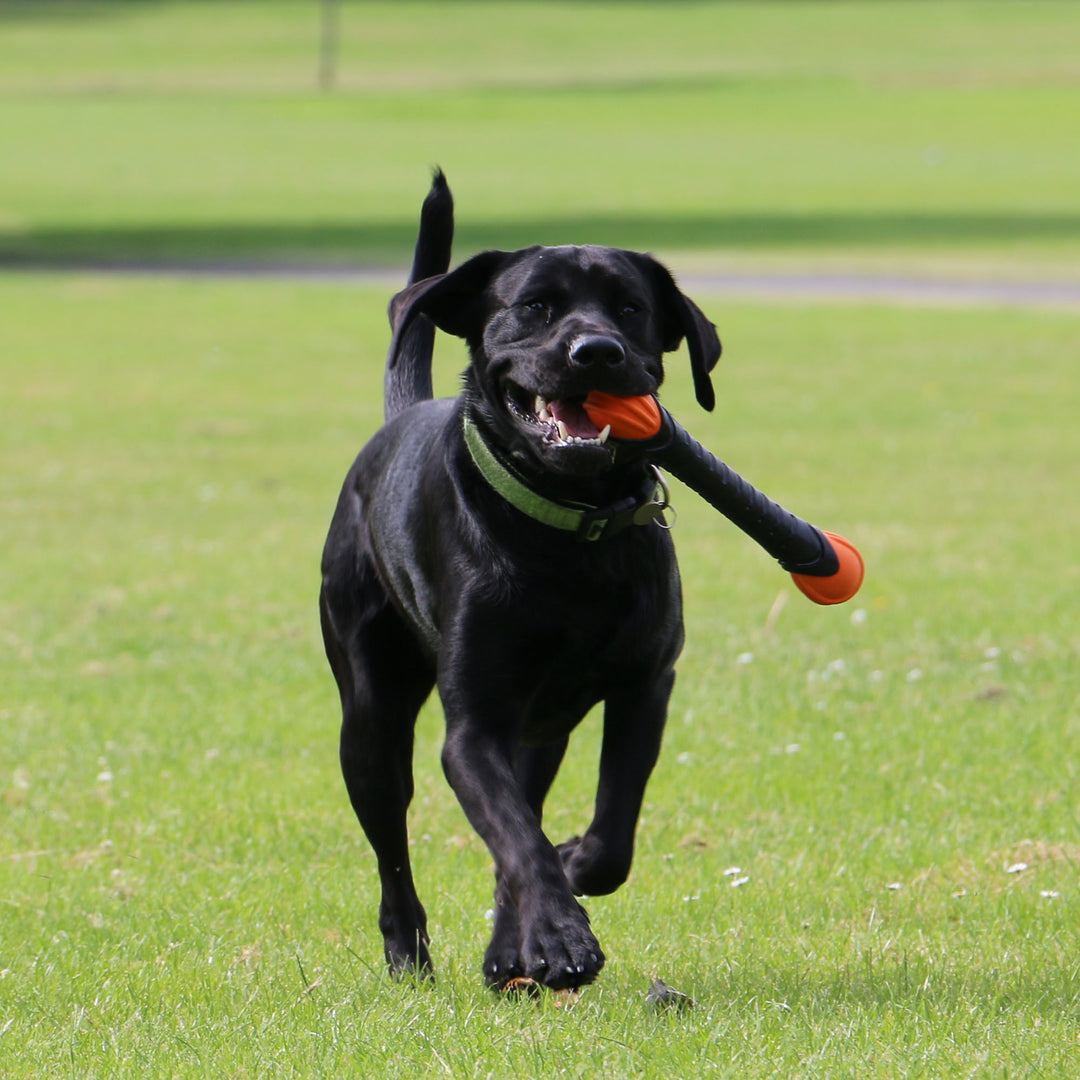 Black Labrador running across a grassy field carrying the black and orange ANCOL Extreme Tough Baton, supplied by Paw Branch.