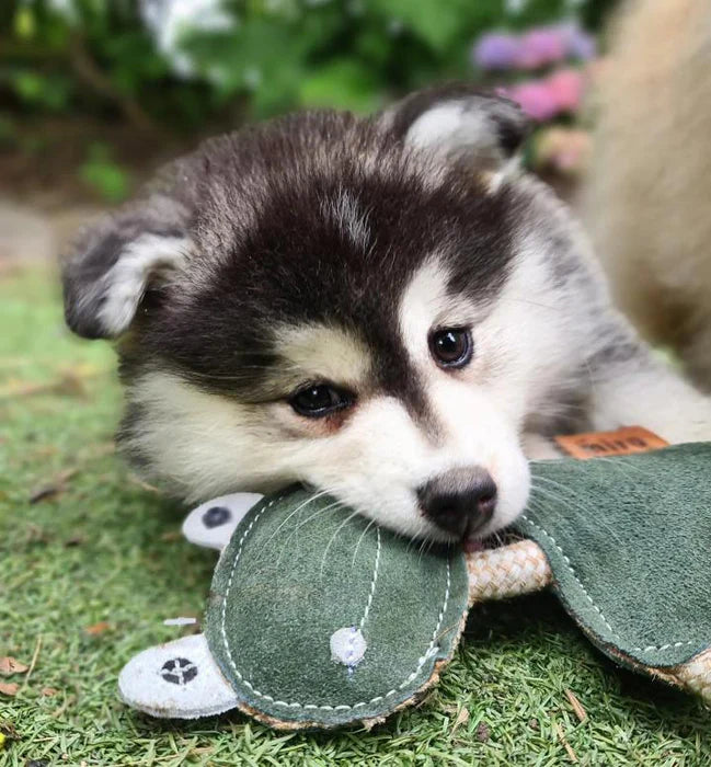 Puppy chewing the eco leather Miro and Makauri Freddie the Frog toy outdoors, supplied by Paw Branch.