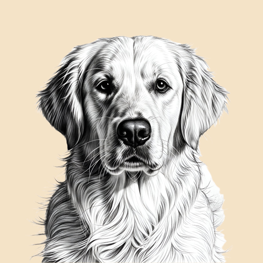 Sketch of a Golden Retriever, large dog breed featured in The Puggly Club eco friendly birthday boxes