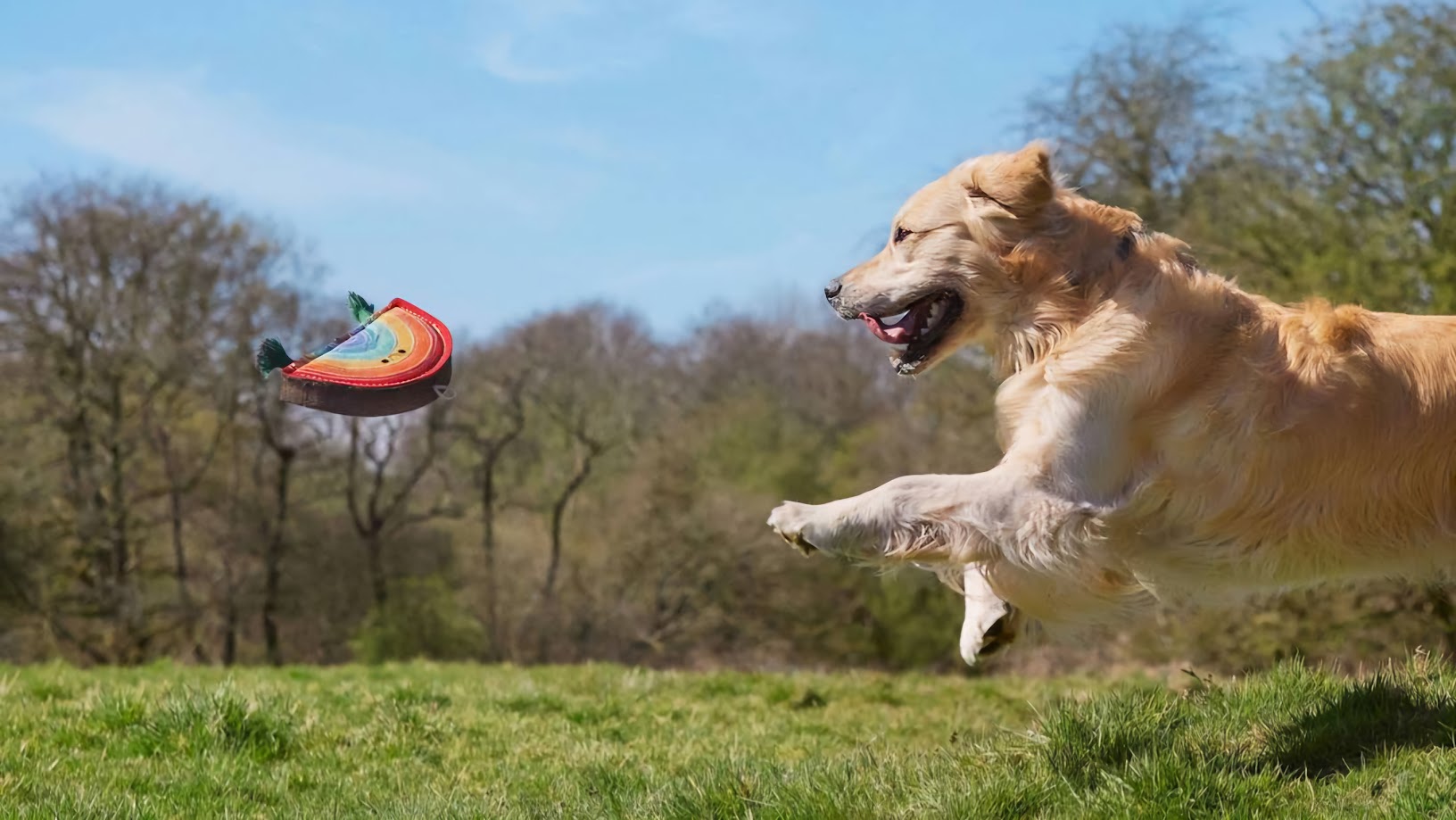Golden Retriever leaping in a field, chasing a Rainbow Warrior eco-friendly dog toy by The Puggly Club.