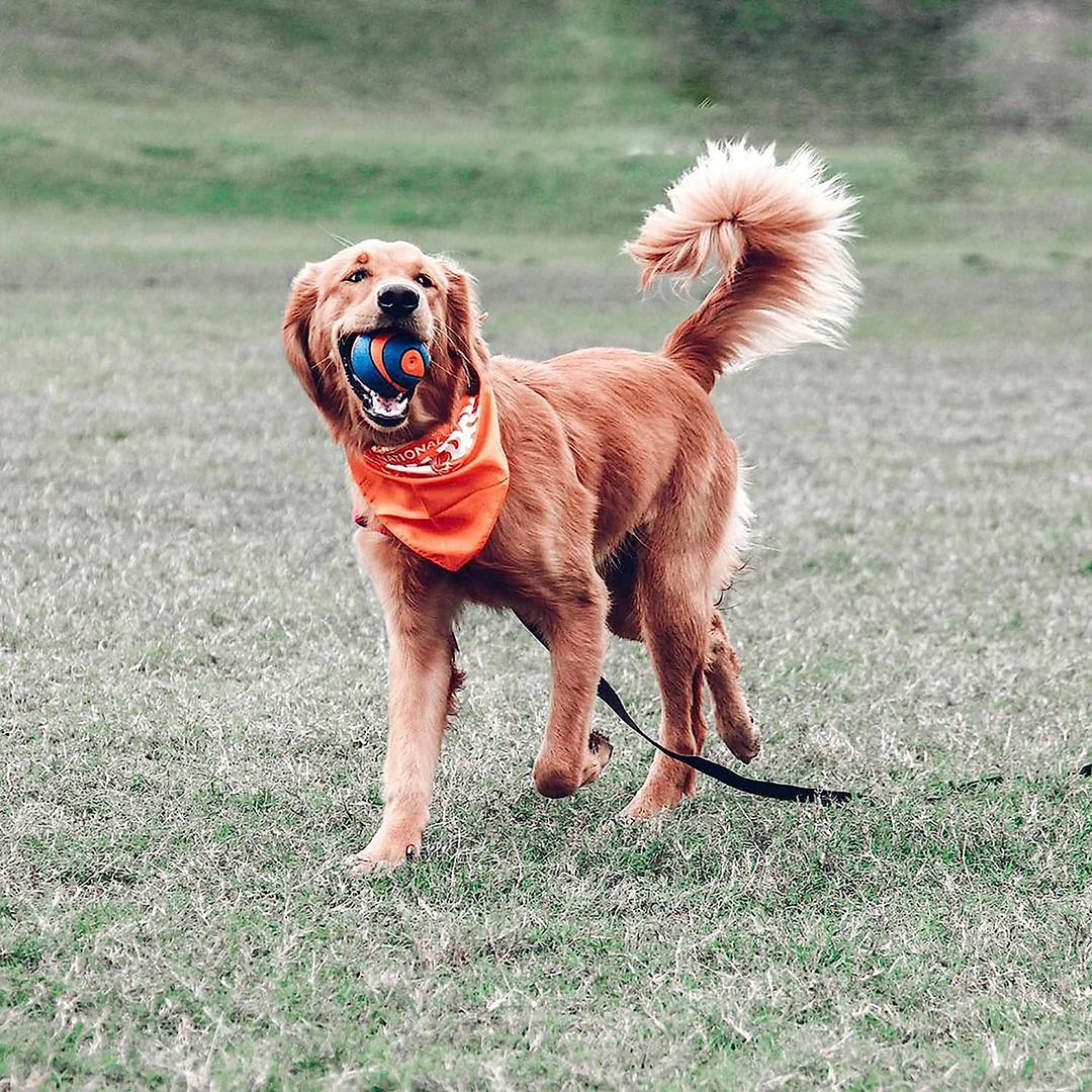 Golden Retriever running through a grassy field with a Chuckit squeaker large ball in its mouth outdoors supplied by Paw Branch