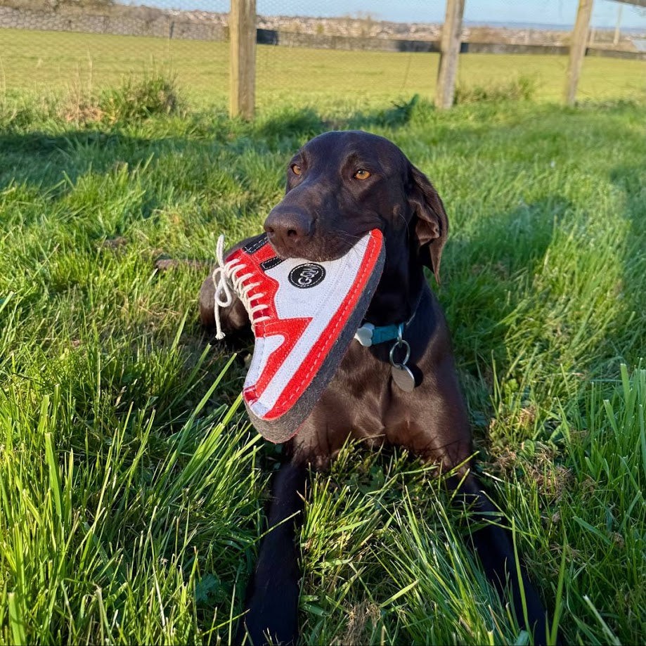 Top Dog Birthday Box, The Ultimate for Large Sized Dogs (20–35kg)