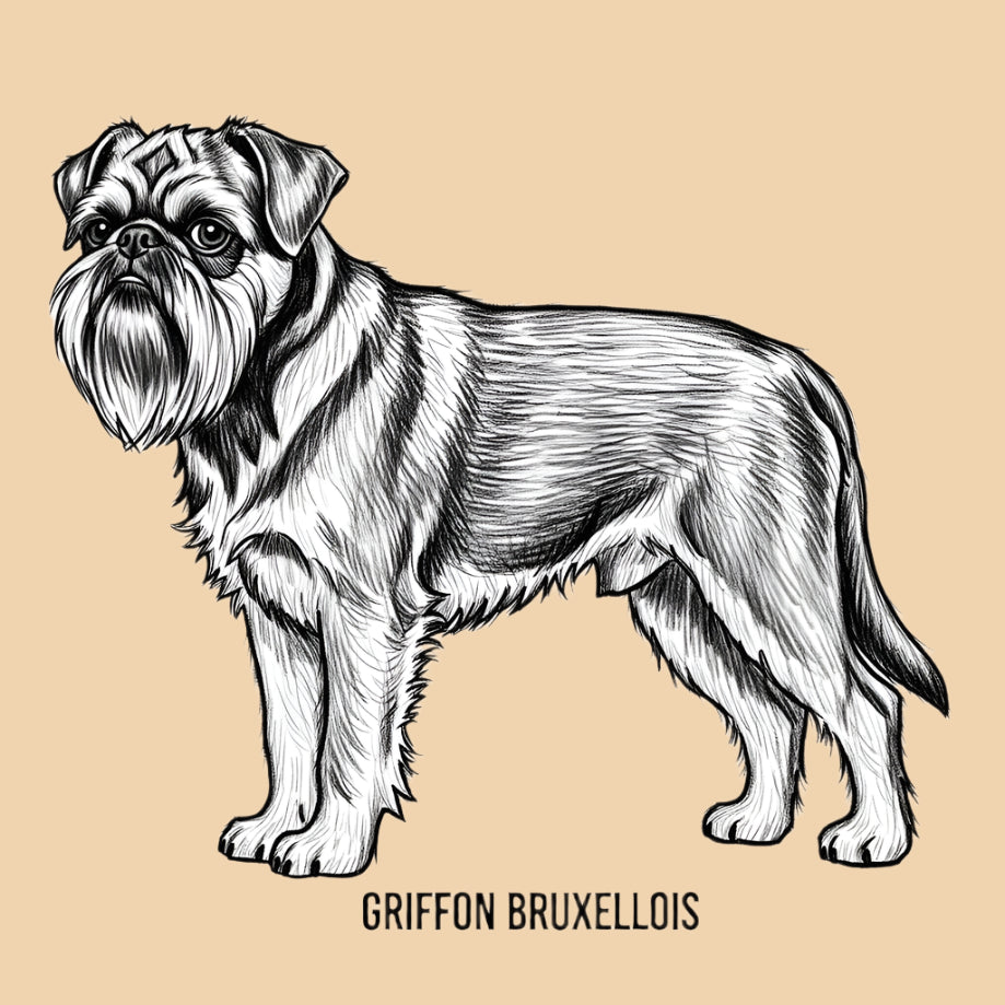 Sketch of a Griffon Bruxellois – extra small dog breed featured in The Puggly Club eco-friendly birthday boxes