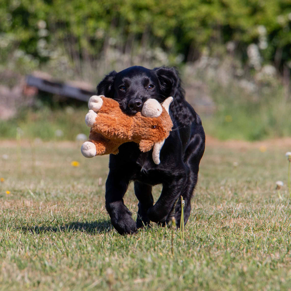 Close-up of a small puppy playing with the brown and white ANCOL Small Bite Highland Cow plush toy, supplied by Paw Branch.