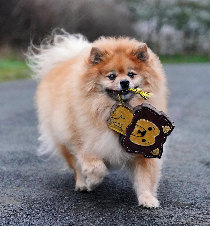 Brown dog running on a path while carrying the brown Howard the Lion dog toy by Aurora Paws, supplied by Paw Branch.