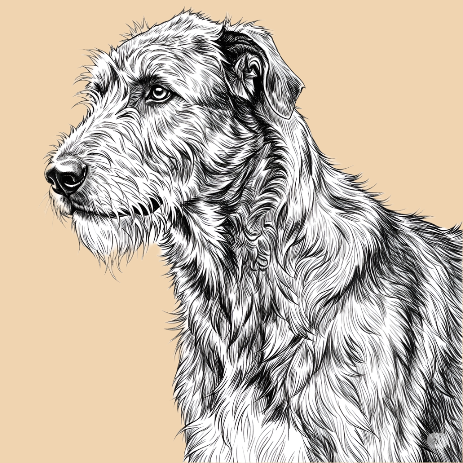 Sketch of an Irish Wolfhound, extra large dog breed featured in The Puggly Club eco friendly birthday boxes