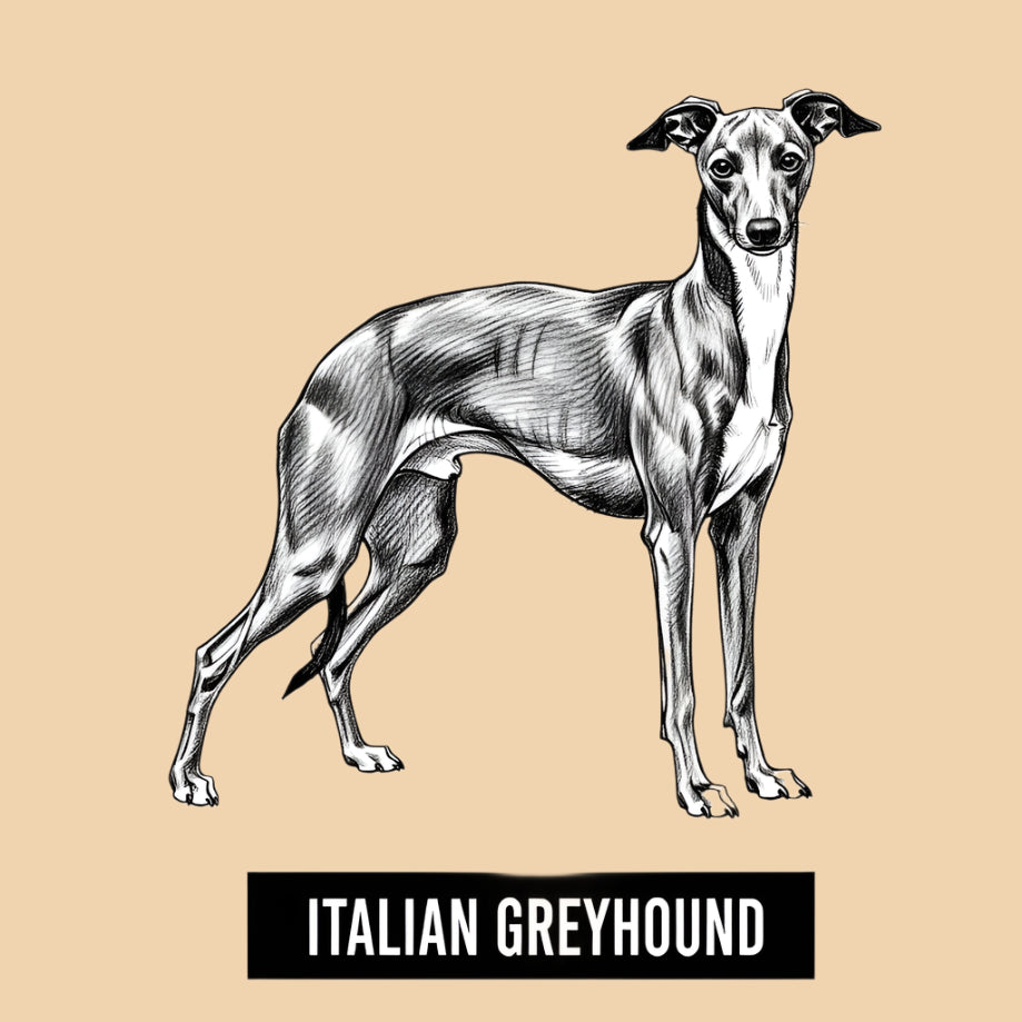 Sketch of an Italian Greyhound – extra small dog breed featured in The Puggly Club eco-friendly birthday boxes