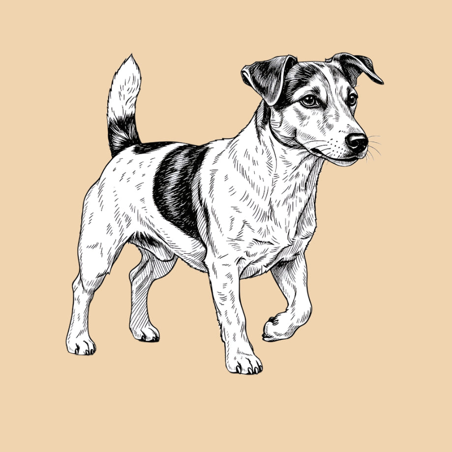 Sketch of a Jack Russell Terrier – small dog breed featured in The Puggly Club eco-friendly birthday boxes