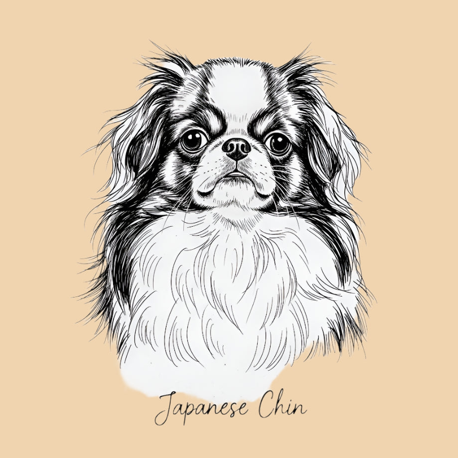 Sketch of a Japanese Chin – extra small dog breed featured in The Puggly Club eco-friendly birthday boxes