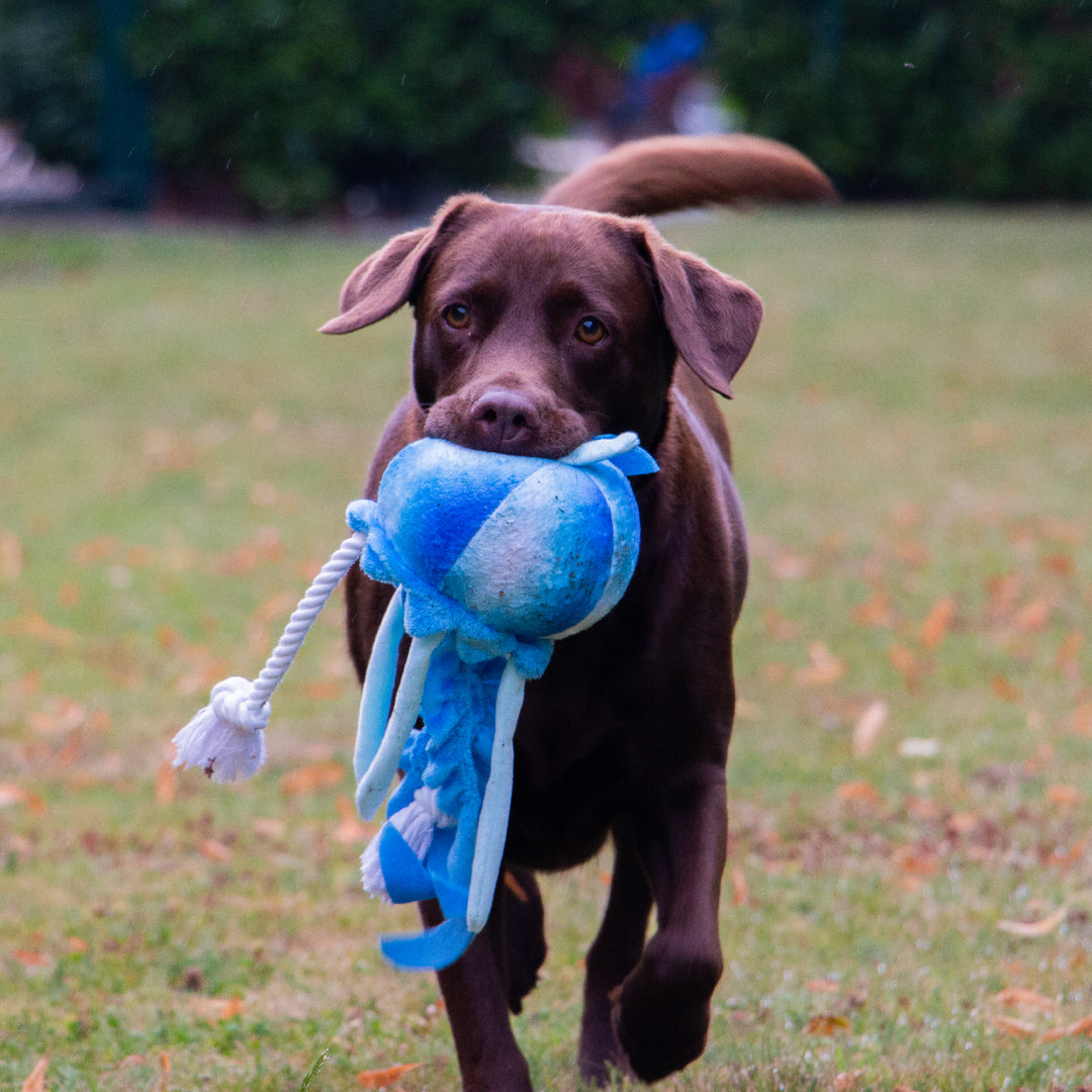 Brown Labrador running in the grass with the blue ANCOL Jelly Fish toy in its mouth, supplied by Paw Branch.