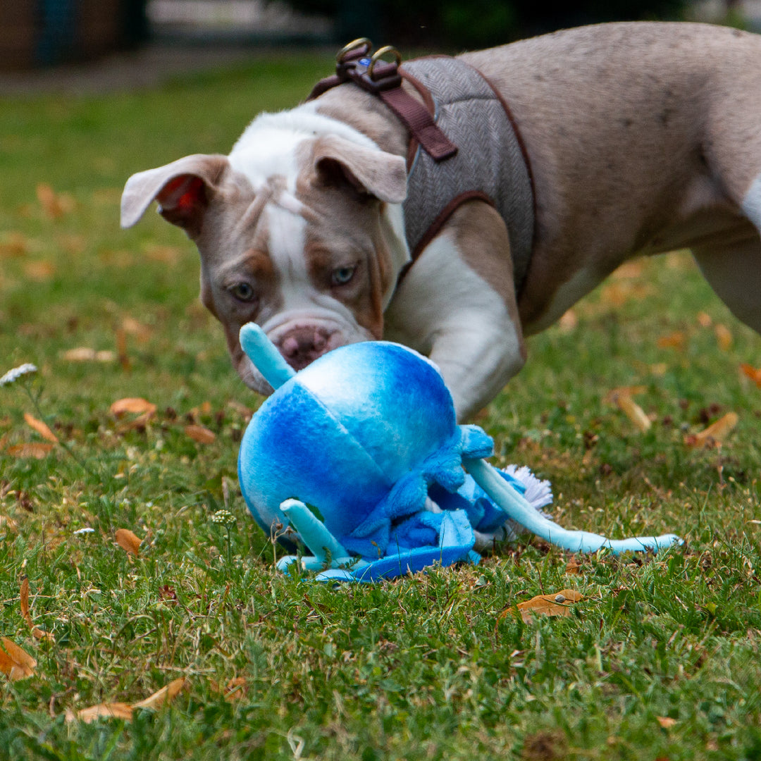 bulldog playing with blue and white ANCOL Jelly Fish toy, highlighting the soft texture and rope tentacles, supplied by Paw Branch.