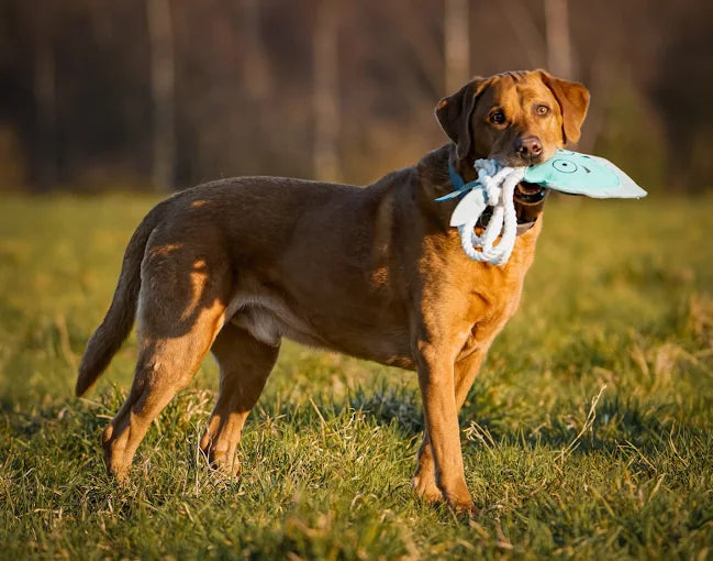 Full body side shot of a large brown dog standing in a field holding the blue Jelly Fish XL rope toy, supplied by Paw Branch.