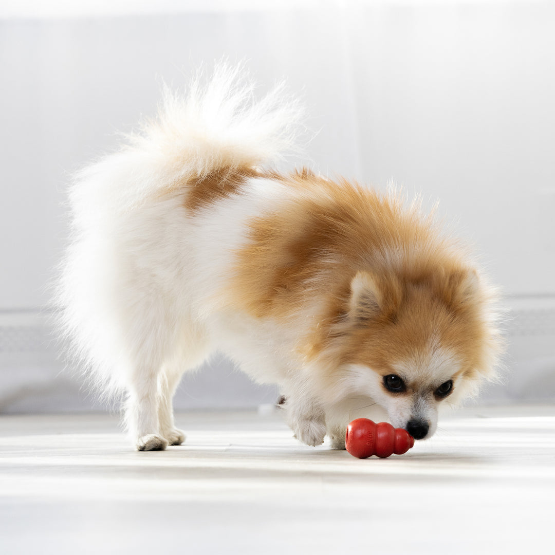 Extra Small dog playing with a red toy on a light surface