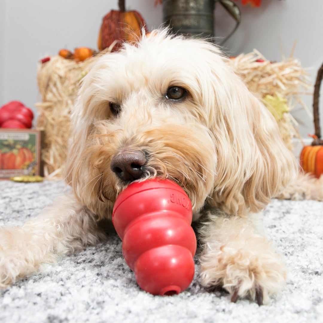 Dog playing with a KONG Classic medium sized toy in a festive setting with pumpkins and hay.