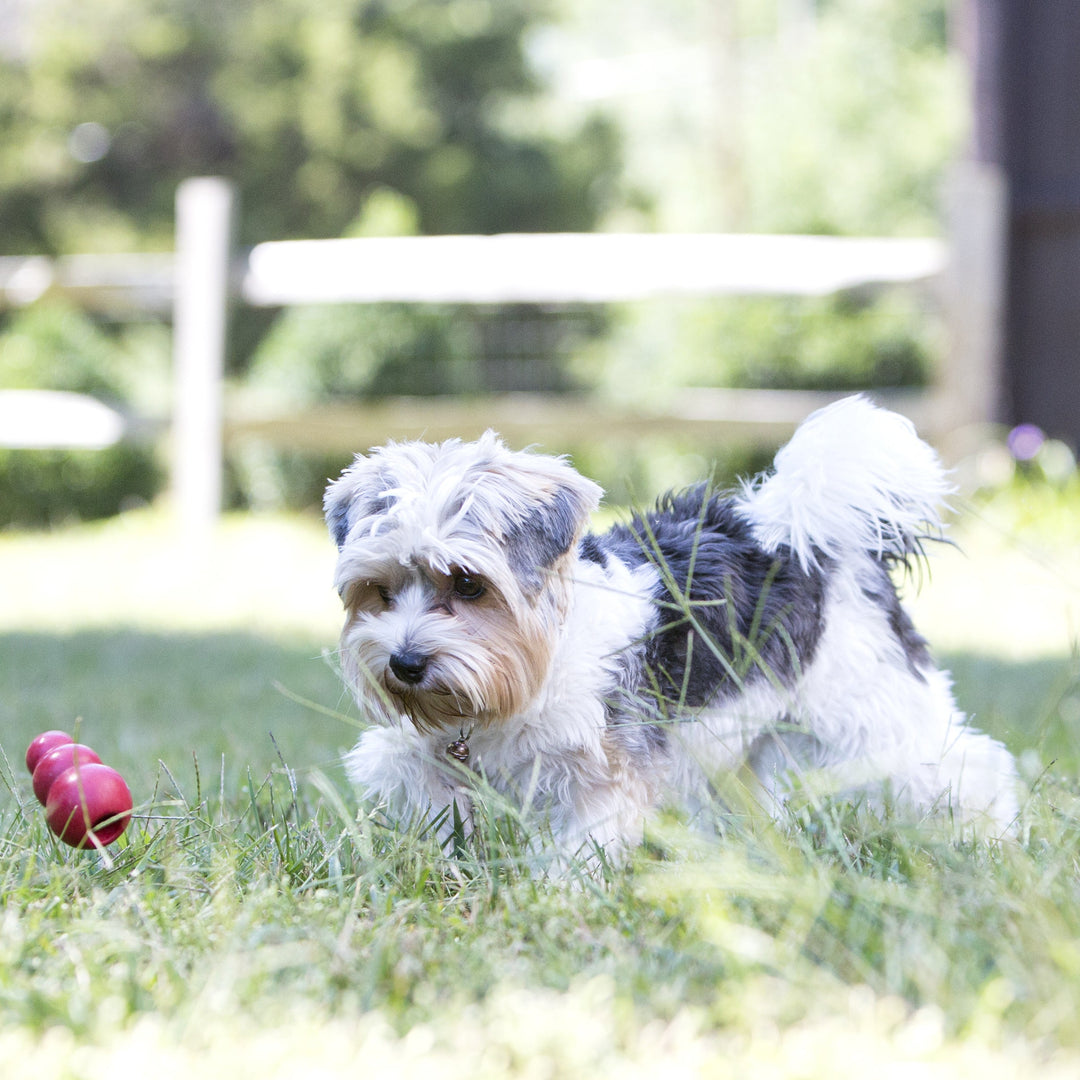 Small dog playing with a small KONG Classic toy on grass