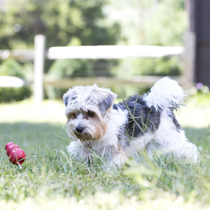 Small dog playing with a small KONG Classic toy on grass