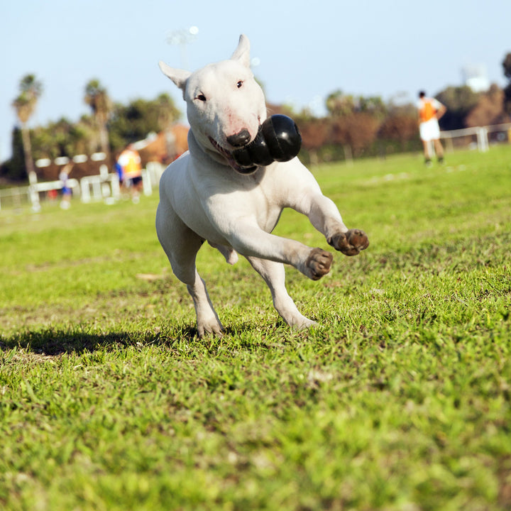 White English Bull dog running on grass with a KONG Extreme Large in its mouth