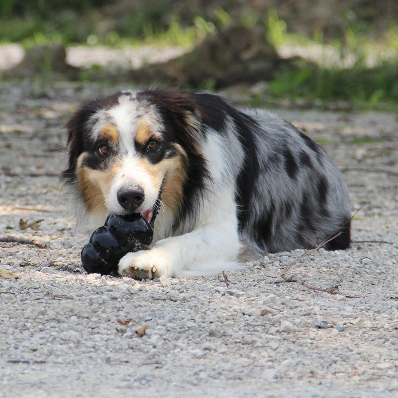 Dog lying on a gravel path with a black KONG Extreme toy in its mouth
