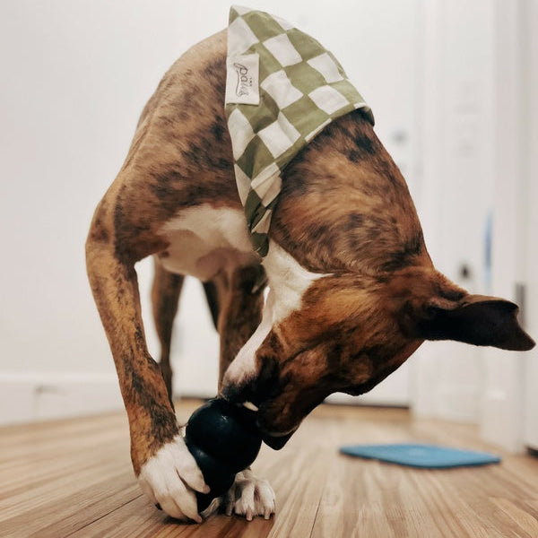 Dog wearing a checkered bandana on a wooden floor holding a KONG extreme small toy in its paws