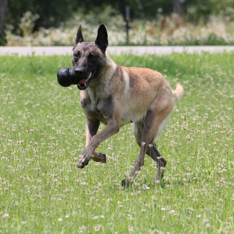 Dog running on grass with a Extra Large KONG Extreme in its mouth