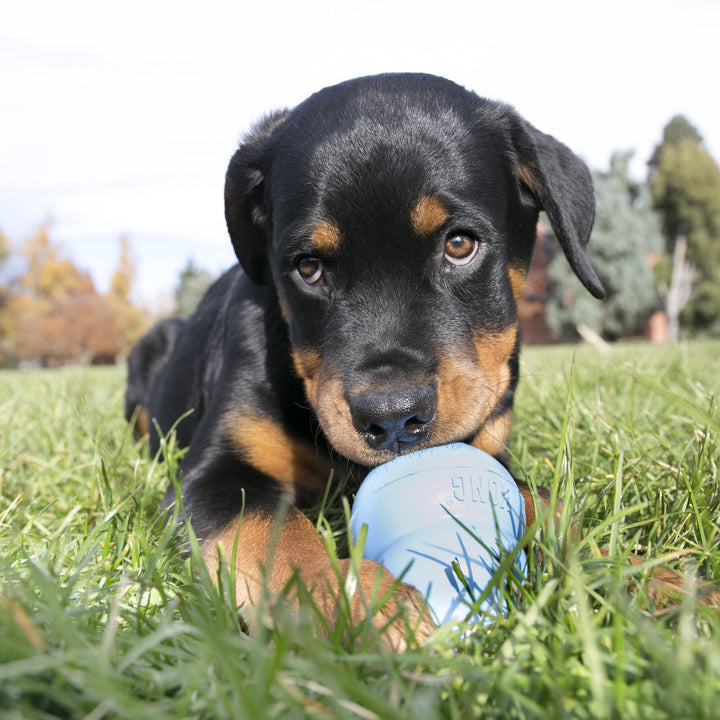 Large puupy lay down outdoors on grass with a large blue KONG rubber toy in it's paws