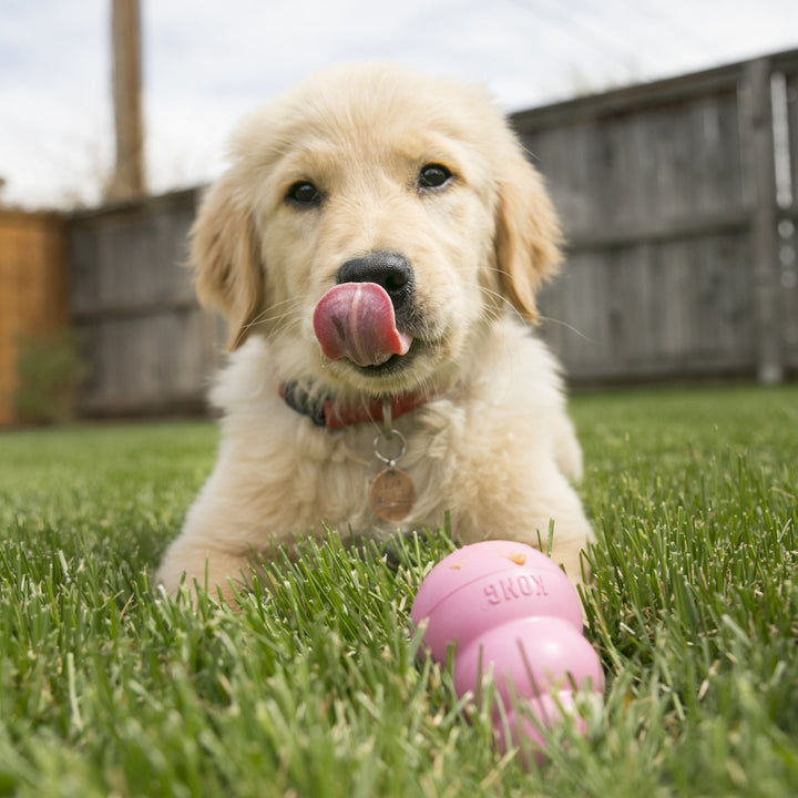 Puppy lay outside on grass playing with a medium sized KONG pink rubber toy.