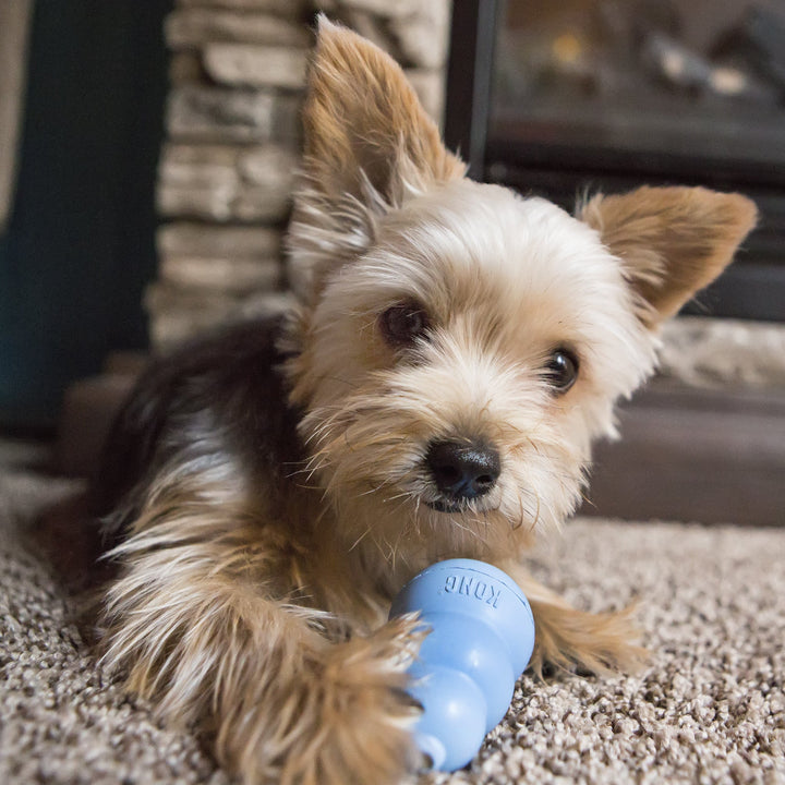 Small  puppy holding a blue extra small KONG blue puppy toy on a carpeted floor.