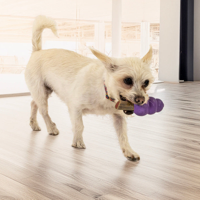 Small Dog playing with a KONG Senior small purple toy indoors on a wooden floor.